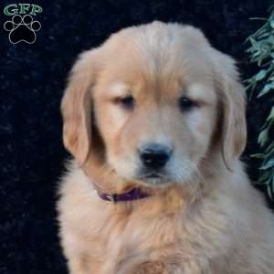 Parker, Golden Retriever Puppy
