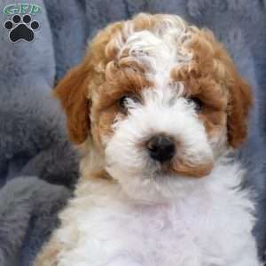 Parker, Miniature Poodle Mix Puppy