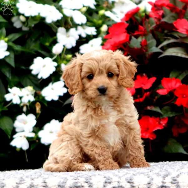 Parker, Cavapoo Puppy