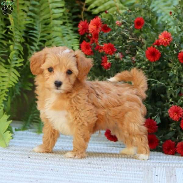 Parker, Havapoo Puppy