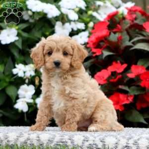 Parker, Cavapoo Puppy