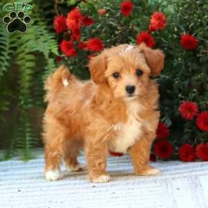 Parker, Havapoo Puppy