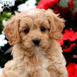 Parker, Cavapoo Puppy