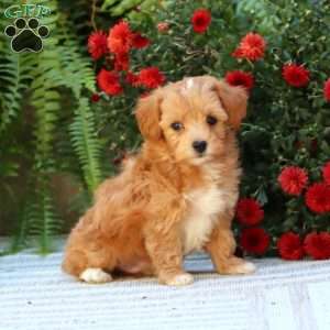 Parker, Havapoo Puppy