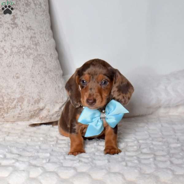 Patches, Dachshund Puppy