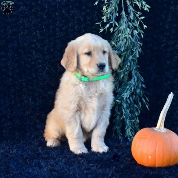Patches, Golden Retriever Puppy