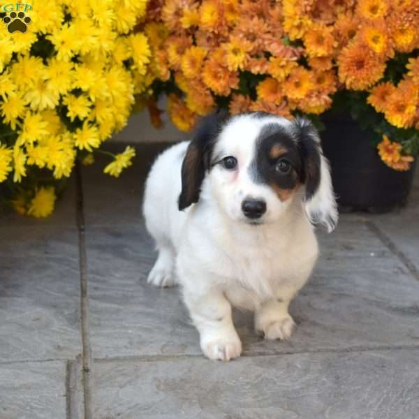 Patches, Dachshund Puppy