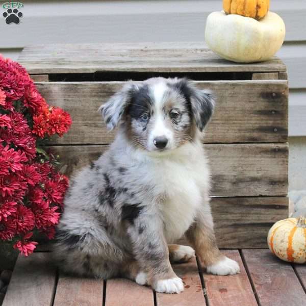 Patches, Miniature Australian Shepherd Puppy