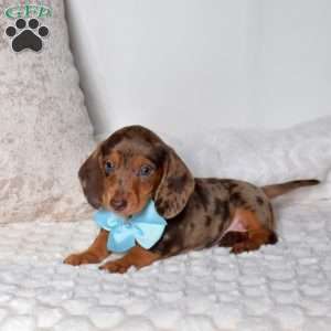 Patches, Dachshund Puppy