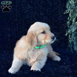 Patches, Golden Retriever Puppy
