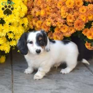 Patches, Dachshund Puppy
