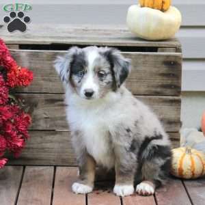 Patches, Miniature Australian Shepherd Puppy