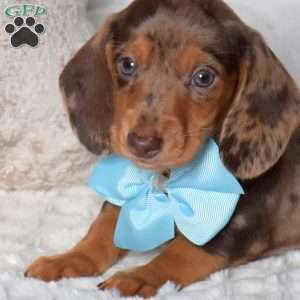 Patches, Dachshund Puppy