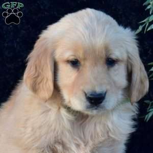 Patches, Golden Retriever Puppy