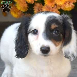 Patches, Dachshund Puppy