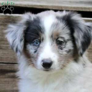 Patches, Miniature Australian Shepherd Puppy
