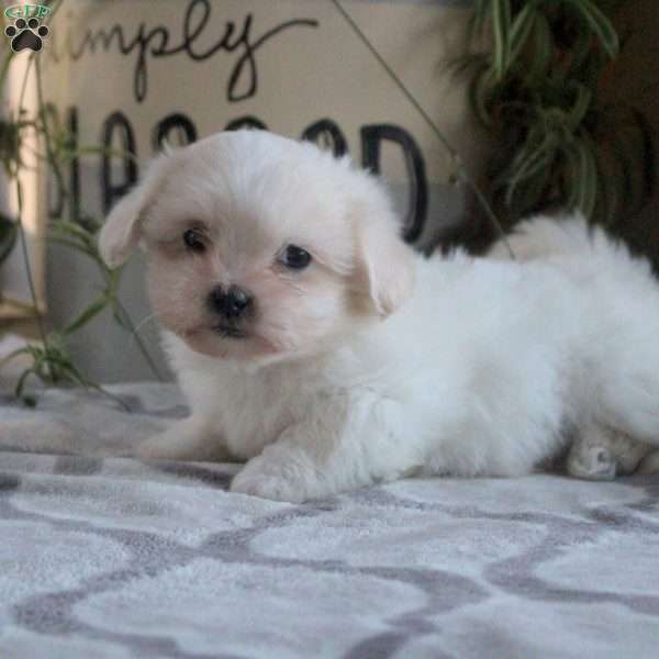 Patrick, Teddy Bear Puppy
