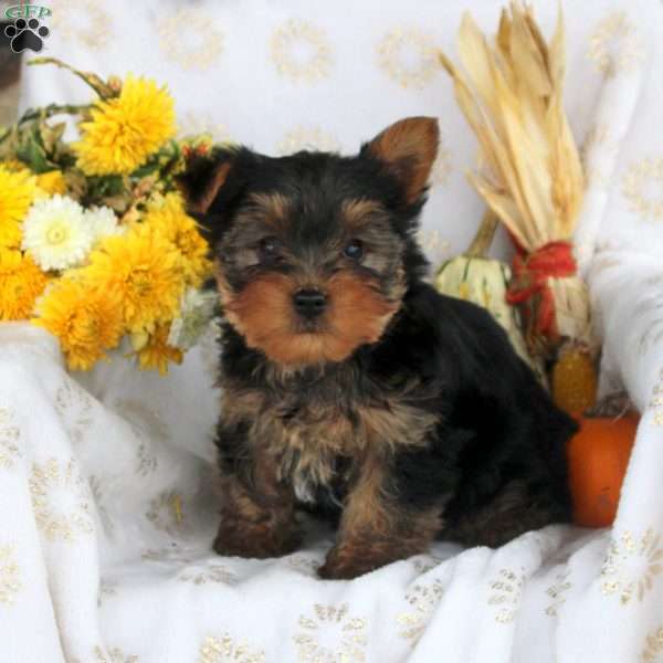 Patrick, Yorkie Puppy