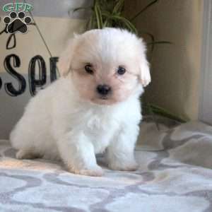 Patrick, Teddy Bear Puppy
