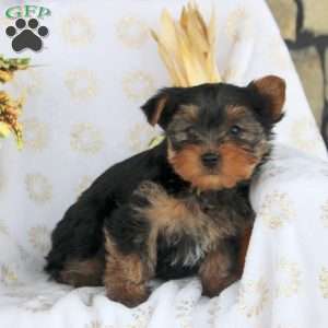 Patrick, Yorkie Puppy