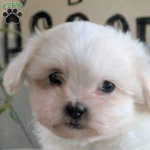 Patrick, Teddy Bear Puppy