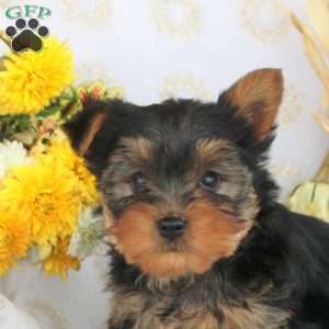 Patrick, Yorkie Puppy