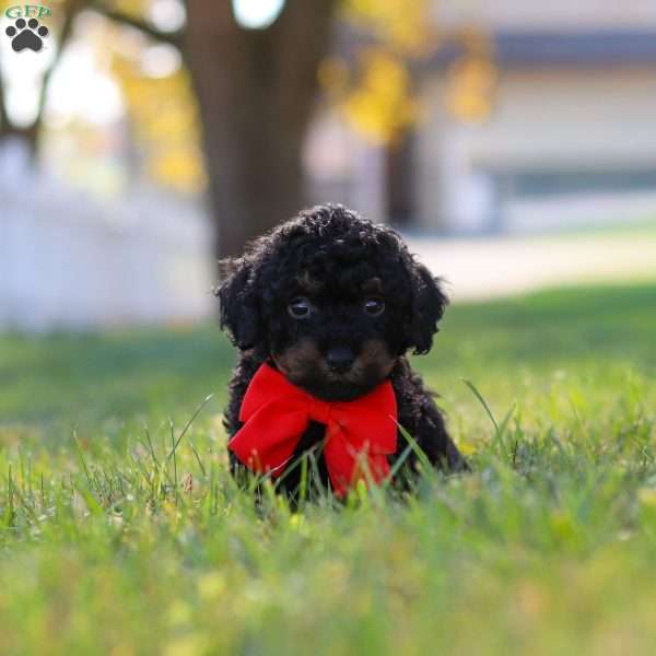 Paxton, Cavapoo Puppy