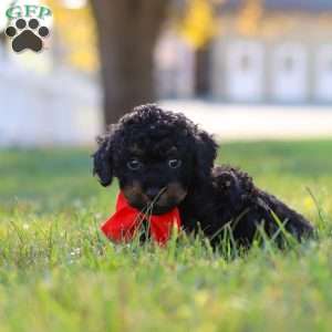 Paxton, Cavapoo Puppy