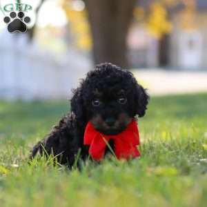 Paxton, Cavapoo Puppy