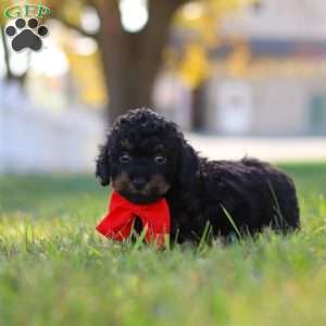 Paxton, Cavapoo Puppy