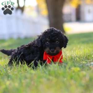 Paxton, Cavapoo Puppy