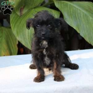 Peach Pie, Chihuahua Mix Puppy