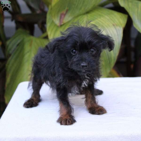 Peach Pie, Chihuahua Mix Puppy