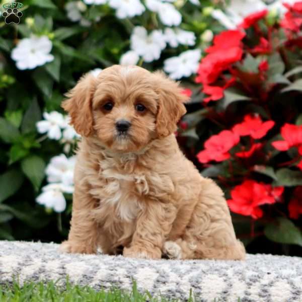 Peaches, Cavapoo Puppy