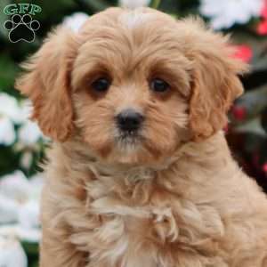 Peaches, Cavapoo Puppy