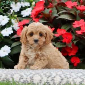 Peaches, Cavapoo Puppy