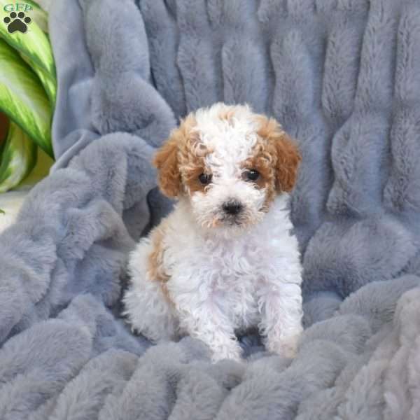 Peanut, Miniature Poodle Mix Puppy