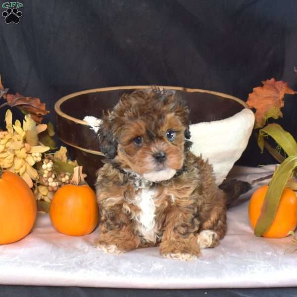 Peanut, Shih-Poo Puppy