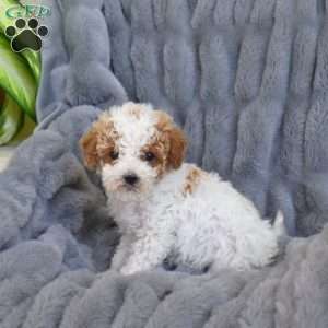 Peanut, Miniature Poodle Mix Puppy