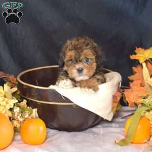 Peanut, Shih-Poo Puppy
