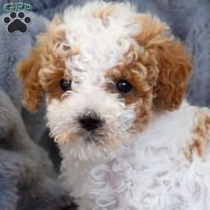Peanut, Miniature Poodle Mix Puppy