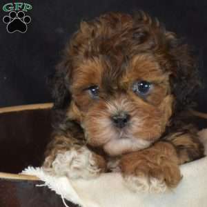 Peanut, Shih-Poo Puppy