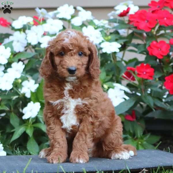 Peanut, Goldendoodle Puppy