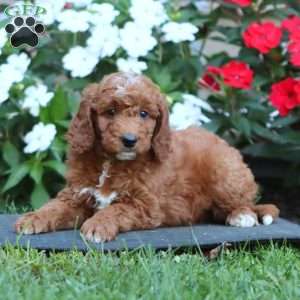 Peanut, Goldendoodle Puppy
