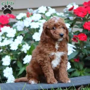 Peanut, Goldendoodle Puppy