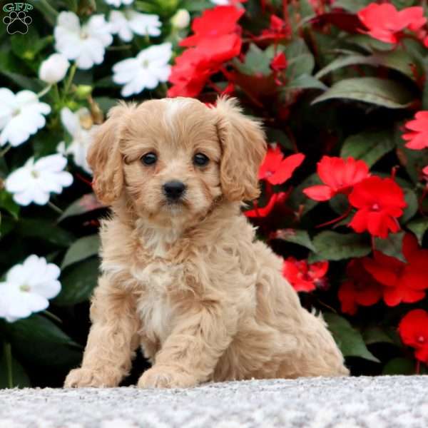 Pearl, Cavapoo Puppy