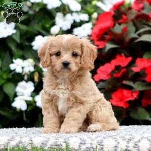 Pearl, Cavapoo Puppy