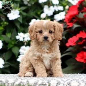 Pearl, Cavapoo Puppy