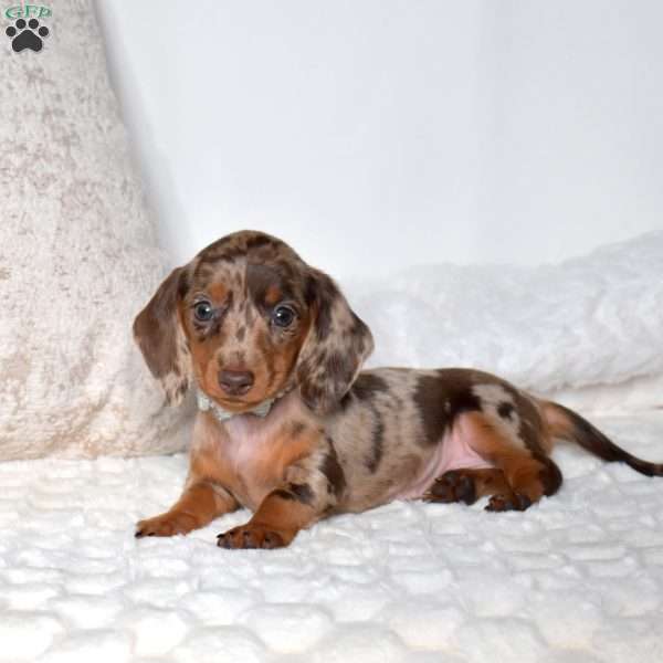 Pebbles, Dachshund Puppy