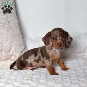 Pebbles, Dachshund Puppy